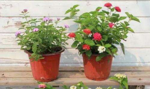 石家庄水厂爆料视频最新,水质安全引关注  第3张